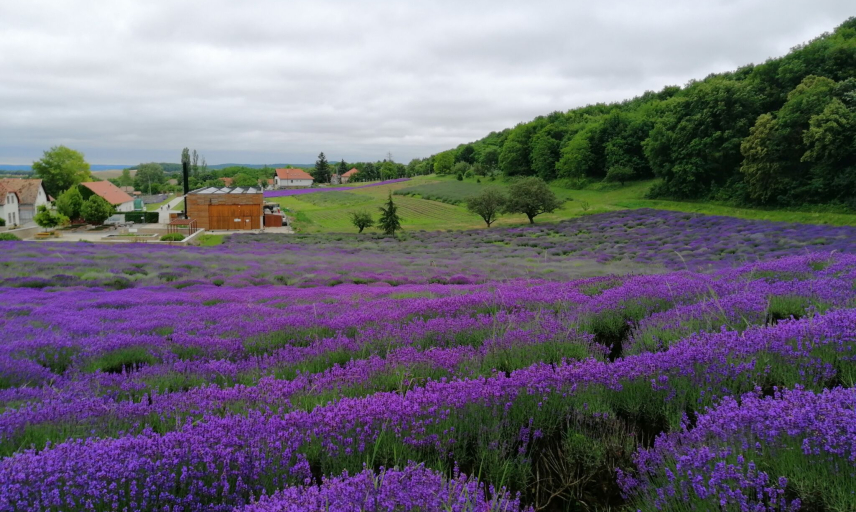 Látnivalók - Pannonhalma - Pannonhalmi levendulás és gyógynövénykert