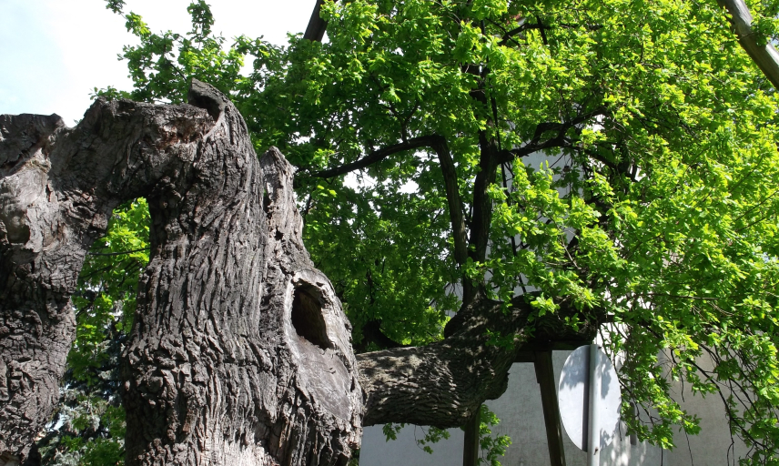 Point of interest- Hédervár - Árpád Valley
